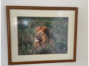 Lion Photo From African Safari - Kitchen