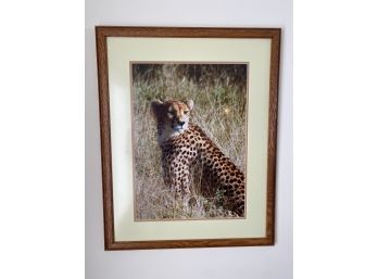 Cheetah Photo From African Safari - Den