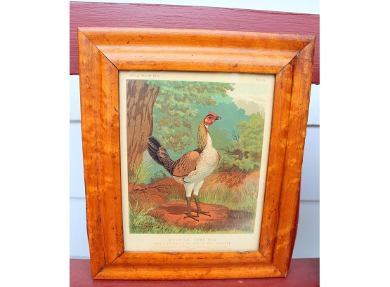 Beautifully Framed Antique Book Plate 16 Circa 1880's