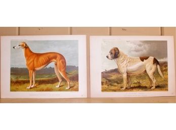 Pair Of Cassells  Illustrated Book Of The Dog