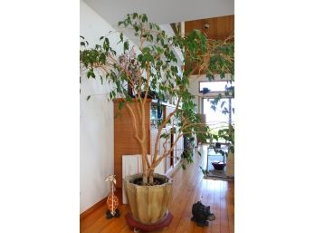 Ficus Tree In Pot 77'H LOCAL AVAILABLE MOVER