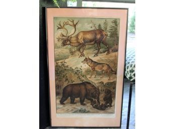 Framed Antique Print Animals