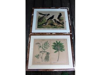 Antique Nature Prints - Birds And Plants.  Very Nice!