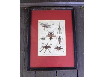 Early 19th C Hand Colored Locust Etching