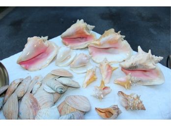 Beautiful Collection Of Large Conch Shells From Grand Caymens