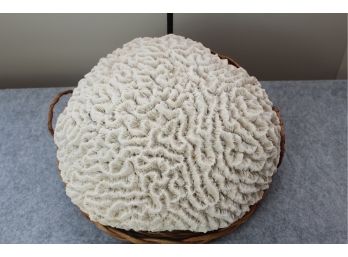 Vintage Large Brain Coral Sea Fossil