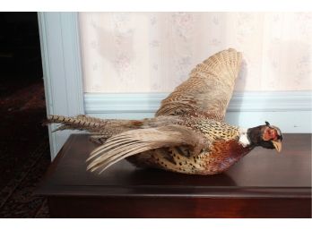 Taxidermy Pheasant