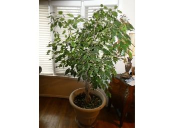 Nice Size Healthy Ficus Tree  Potted 66'High