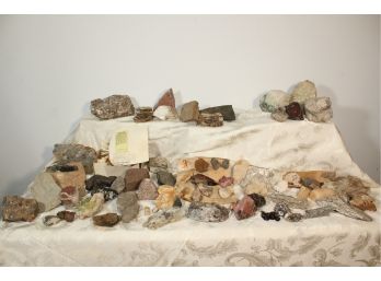 Fossils, Rocks, Minerals & More - Lot B