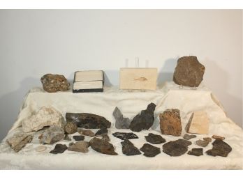 Fossils, Rocks, Minerals & More - Lot C