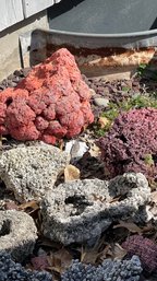 Large Coral Collection