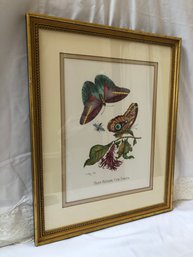 Flos Ruber Cum Eruca Lithograph Framed Butterfly And Fruit
