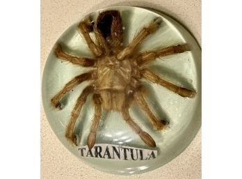 Vintage 100 Real Tarantula Encased In Lucite Paperweight