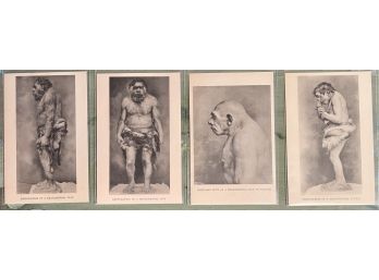 (4) Vintage Postcard Field Museum Of Natural History Restoration Of A Neanderthal Man Series