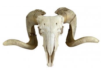 Vintage Full Size Big Horn Sheep Skull With Teeth And Horns
