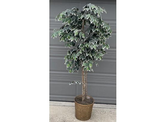 6.5 Foot Faux Ficus Tree With Wicker Base (1 Of 2)