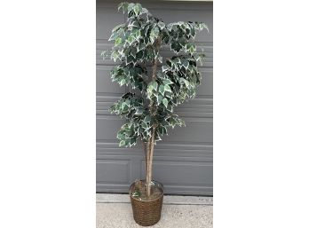 6.5 Foot Faux Ficus Tree With Wicker Base (2 Of 2)