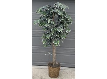 6.5 Foot Faux Ficus Tree With Wicker Base (1 Of 2)