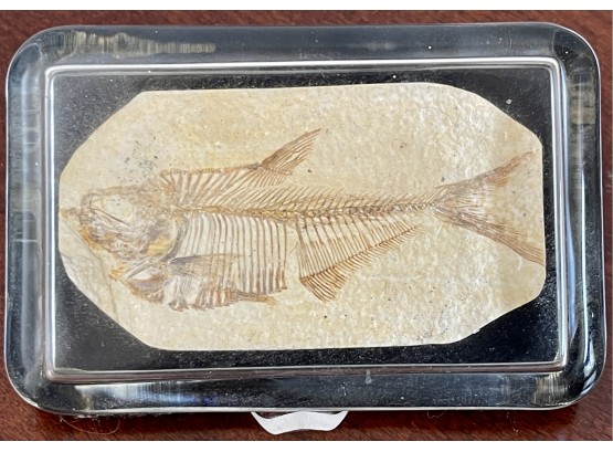 Small Green River Wyoming Fish Fossil In Sealed Glass Case With Velvet Bottom And Stand