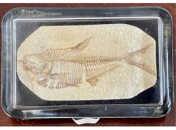 Small Green River Wyoming Fish Fossil In Sealed Glass Case With Velvet Bottom And Stand