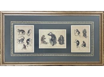 William Mackenzie Mammalia Gorilla, Monkey Print, Glasgow, Edinburgh, London & New York (Auction Favorite)