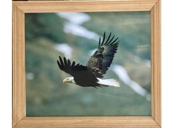 Soaring Eagle Framed Photograph Wood Oak Frame