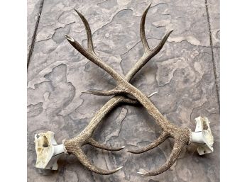 (2) Genuine 5-point Elk Antlers 3 Feet Long