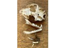 1934 Gem Mines Bob Cat Skull And Alligator Foot