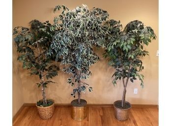 (3) 5.5 - 6.5' Ficus Trees (2) In Wicker And (1) In Brass Bases