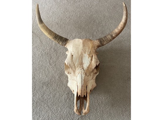 Large Genuine Steer Skull