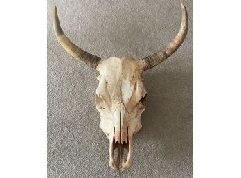 Large Genuine Steer Skull