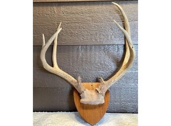 Vintage Authentic Mounted Taxidermy Antlers On Wooden Plaque