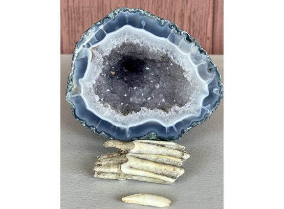 Crystal Geode With Fossilized Animal Teeth
