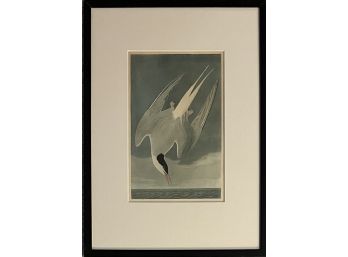 Antique Bird Print In Custom Frame