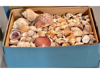 Large Box Of Assorted Size And Color Sea Shells
