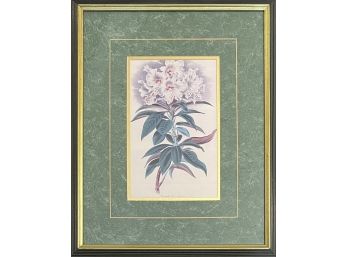 Antique Botanical Print In Custom Frame ' Rhododendron Arboreum '