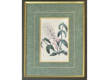 Antique Verbena Wallflower Botanical Print In Frame