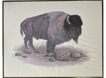 Vintage R. Dorman Buffalo Print In Frame University Of Colorado Athletics