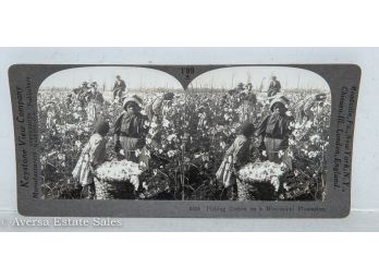 Stereoview - 'picking Cotton On A Mississippi Plantation'