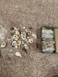 2 Boxes Of Sea Shells