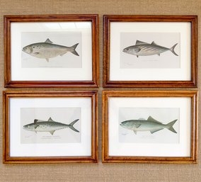 Set Of 4 Sherman F. Denton, Fish Prints, Purchased At Forager Art In Nantucket