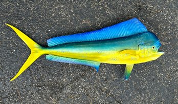 Taxidermy Mai Or Dolphin Fish