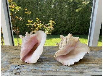 Two Conch Shells