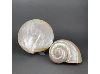 Two Iridescent Shells