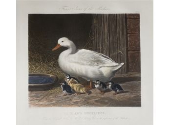 Engraving Print Of Painting 'Duck And Ducklings' By J.f. Herring Senior