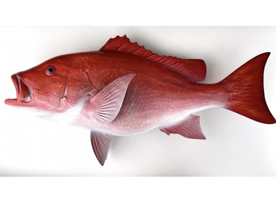 Huge  Red Snapper Taxidermy Trophy Fish