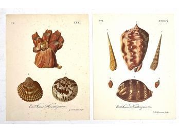 Two Antique Color Plates Of Shells From A Book