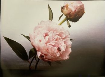 Large Color Original Photograph - Of Peonies And Ants