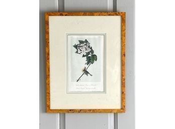 Flora Plate, Framed And Matted In Nice Burl Wood