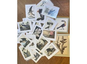 27 Color Prints Of Audubon Bird Plates, One Framed & One Matted Audubon Plate Reproduction